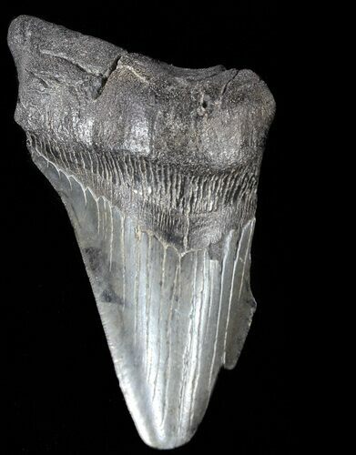 Partial, Serrated, Fossil Megalodon Tooth #52989